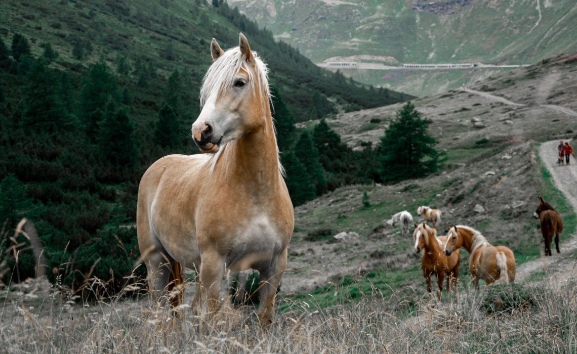 Wild horses